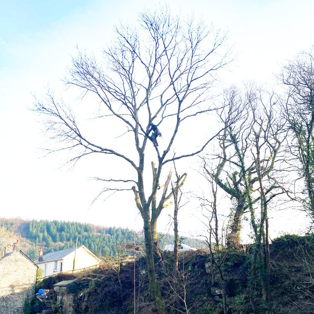 Oren tree removal, care and maintenance